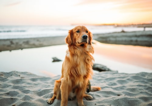 Traveling with Your Pet in Southern Florida: A Guide to Pet-Friendly Hotels